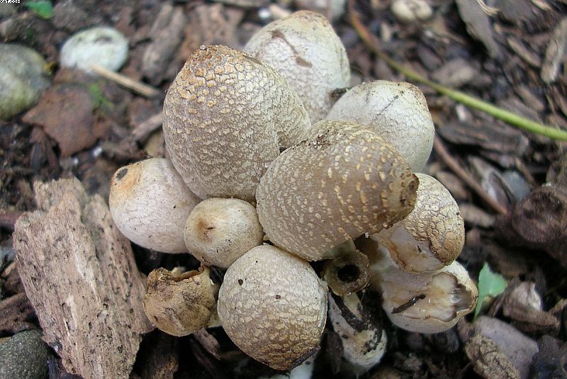 Coprinopsis strossmayeri (Schulzer) Redhead et al.